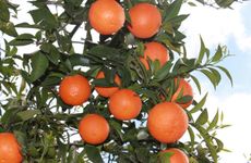 turkiye/antalya/kemer/yildiz-pension-bungalows_4bcb87e4.jpg