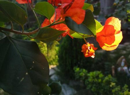 turkiye/antalya/konyaalti/demeter-rose-stonehouse-pansion_1fd23927.jpg