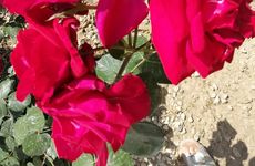 turkiye/antalya/kumluca/img_20220520_15281117d9c2b3fcbb4d13bcbdd6b00c1975b6.jpg