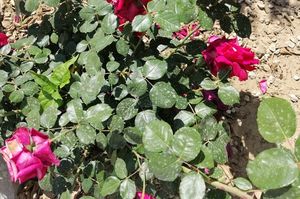 turkiye/antalya/kumluca/img_20220520_15282736077f2d9470419cb813bd9df42a53d7.jpg