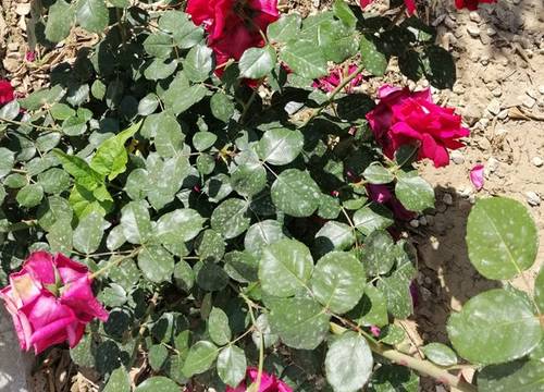 turkiye/antalya/kumluca/img_20220520_15282736077f2d9470419cb813bd9df42a53d7.jpg