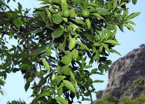 turkiye/antalya/kumluca/korsan-pansiyon_f09c554a.jpg