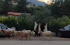 turkiye/antalya/kumluca/yolda-bungalov_0adb758c.jpg