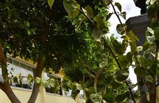 turkiye/antalya/manavgat/nora-suit-hotel_2e51bd41.jpg