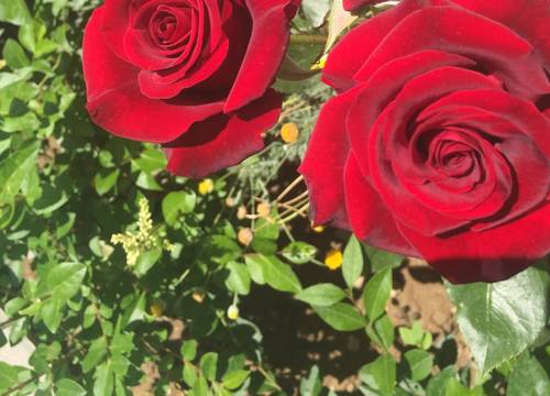 turkiye/antalya/manavgat/sweet-home-boutique-hotel_a29ff160.jpeg