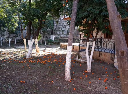turkiye/antalya/muratpasa/citrus-garden-hotel-293f8816.jpg