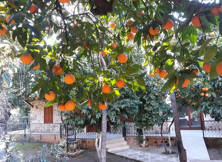 turkiye/antalya/muratpasa/citrus-garden-hotel-64474b66.jpg