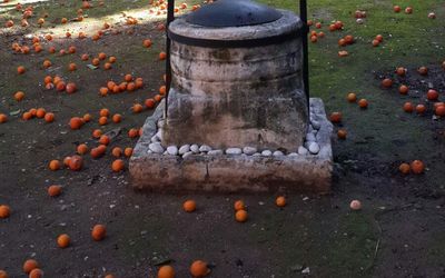 Citrus Garden Hotel · 3