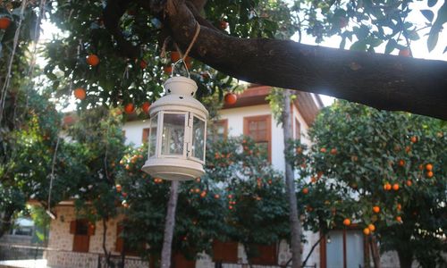 turkiye/antalya/muratpasa/citrus-garden-hotel_d8b888f1.jpg
