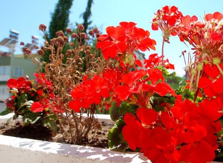 turkiye/antalya/muratpasa/lara-diamond-hotel-202538.jpg