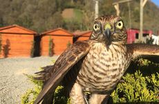 turkiye/artvin/arhavi/cerge-bungalov-kafe-resturant_23e752a1.jpg