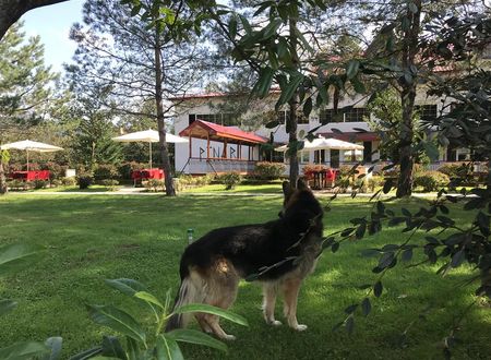 turkiye/artvin/arhavi/pinar-kir-evi-10776679.jpg