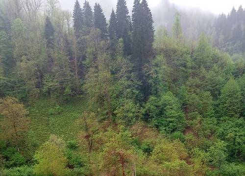 turkiye/artvin/artvin/lamazi-dag-evi_77ffc546.jpg