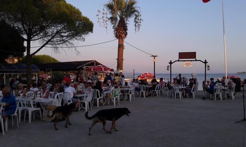 turkiye/aydin/didim/hotel-fiesta-beach_3f6a0b1c.jpg