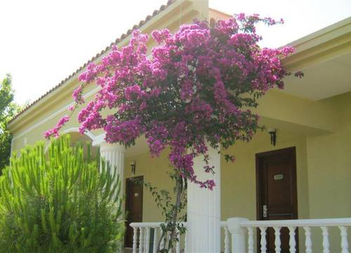 turkiye/aydin/didim/palm-wings-beach-resort-didim-dee378e5.jpg