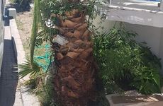 turkiye/aydin/didim/tuana-otel_4ccd79a5.jpg