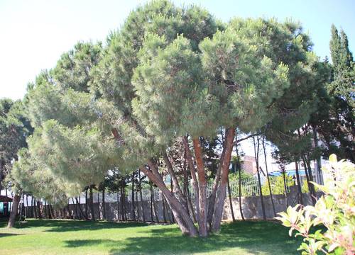turkiye/balikesir/avsa-adasi/mavi-koy-beach-resort_caac6b84.jpg