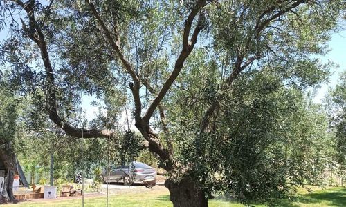 turkiye/balikesir/ayvalik/291_tda5ff98e620b482ea5e184dc2e38a5da.jpg