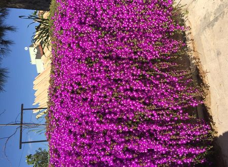 turkiye/balikesir/ayvalik/edina-otel_11e1e118.jpeg