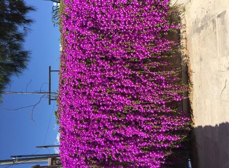 turkiye/balikesir/ayvalik/edina-otel_16fd7747.jpeg