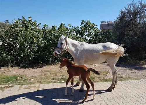 turkiye/balikesir/edremit/ida-natura-life-style-otel-kazdaglari-251d774f.jpg