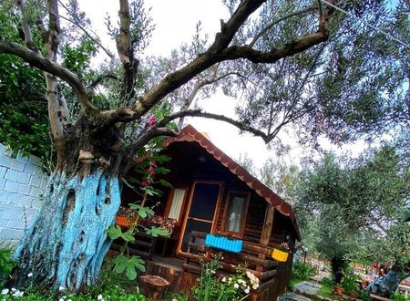 turkiye/balikesir/edremit/zeytin-dagi-bungalow_8b3c6fa5.jpg