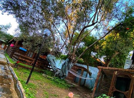 turkiye/balikesir/edremit/zeytin-dagi-bungalow_983040d7.jpg