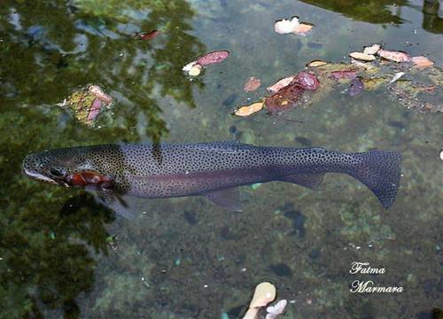 turkiye/bolu/abant/abant-yesil-vadi-dfbf2700.jpg