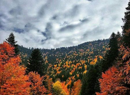 turkiye/bolu/bolu-merkez/habitat-mesire-bungalov-evler_40609ee4.jpg