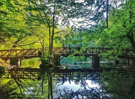 turkiye/bolu/bolu-merkez/habitat-mesire-bungalov-evler_725fd553.jpg