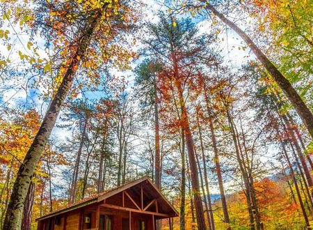 turkiye/bolu/bolu-merkez/habitat-mesire-bungalov-evler_f24f3e3c.jpg