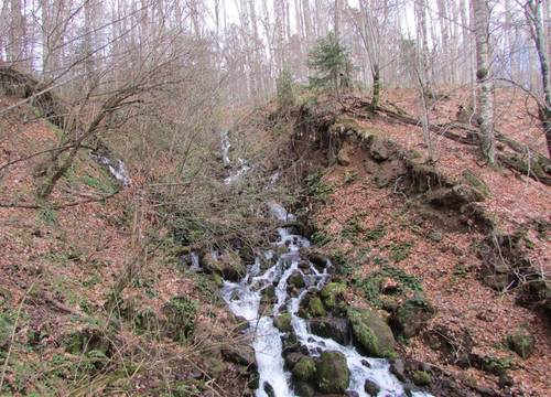 turkiye/bolu/mengen/hindiba-doga-evi-8c3eb646.jpg