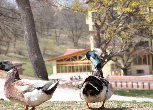 turkiye/bolu/merkez/gazelle-resort-spa-hotel-47548r.jpg