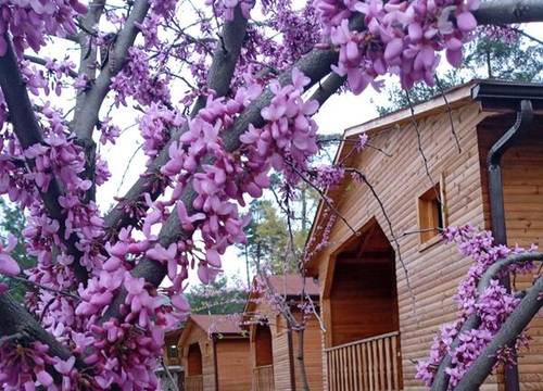 turkiye/bursa/buyukorhan/ipelbocegi-park_cfcc945c.jpg