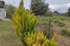 turkiye/canakkale/bozcaada/bozcaada-yesilyol-tasev_adf509d0.jpg