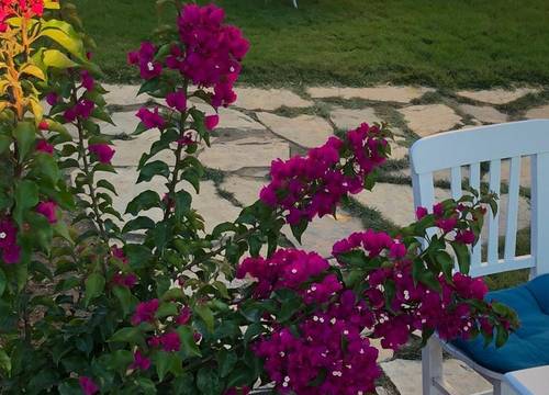 turkiye/canakkale/bozcaada/flora-otel-bozcaada_02d2f24d.jpeg