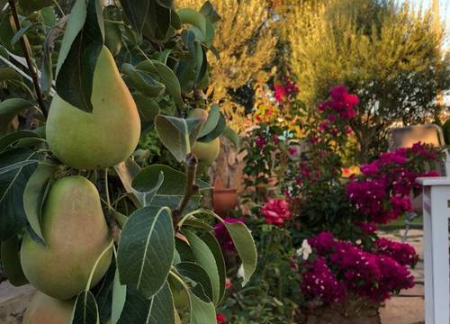 turkiye/canakkale/bozcaada/flora-otel-bozcaada_d3412ff4.jpeg