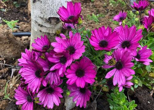 turkiye/canakkale/bozcaada/flora-otel-bozcaada_ed2208d8.jpeg