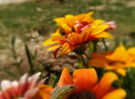 turkiye/canakkale/bozcaada/sukha-otel-2a945429.jpeg
