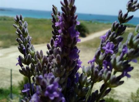 turkiye/canakkale/bozcaada/sukha-otel-6bba6e47.jpeg