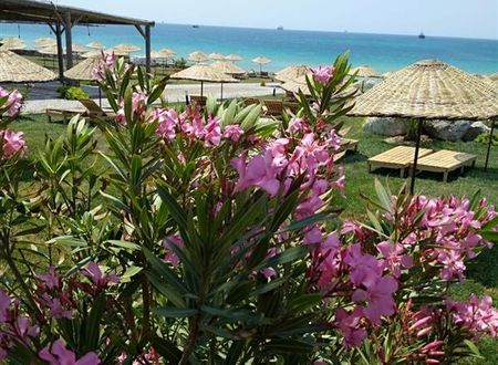 turkiye/canakkale/bozcaada/sukha-otel-a80e163d.jpeg
