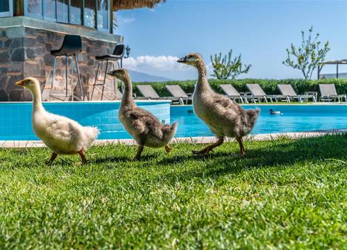 turkiye/canakkale/canakkaleayvacik/assos-alis-farm-boutique-hotel-spa-73d11746.jpg