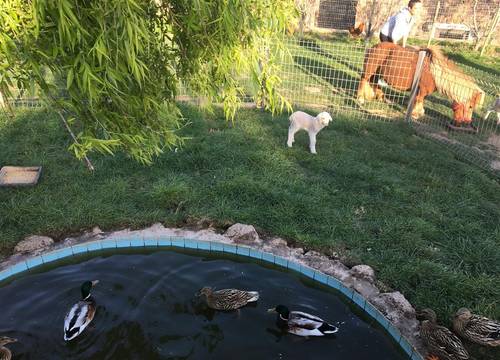 turkiye/canakkale/canakkaleayvacik/assos-alis-farm-boutique-hotel-spa-75e96d16.jpg