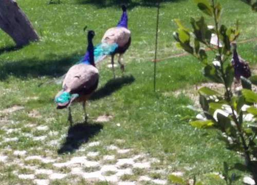 turkiye/canakkale/canakkaleayvacik/assos-alis-farm-boutique-hotel-spa-f3f6290b.jpg