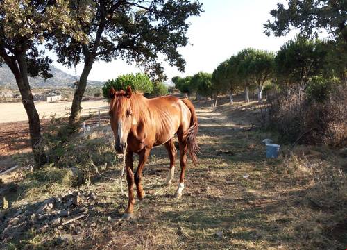 turkiye/canakkale/ezine/troy-ezine-farm-motel_06a50a98.jpg