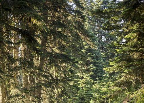 turkiye/cankiri/ilgaz/ferko-ilgaz-mountain-hotel-resort-affdc835.jpg