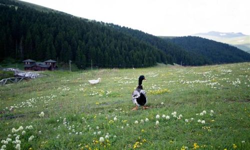 turkiye/giresun/dereli/birun-kumbet-dag-evi-fa23d4f1.jpg