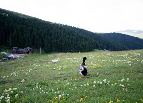 turkiye/giresun/dereli/birun-kumbet-dag-evi-fa23d4f1.jpg