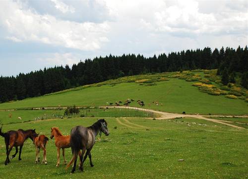 turkiye/giresun/dereli/home-stay-sullu-dag-evi-3de3839d.jpg