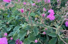 turkiye/isparta/keciborlu/la-vie-en-rose-otel_44ba0f3b.jpg